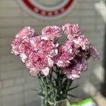 Гвоздика &laquo;Двухцветка&raquo;