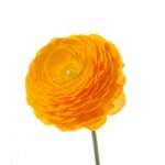 Ранункулюс &laquo;Оранжевый&raquo;