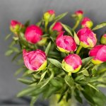 Пион &laquo;Бордовый&raquo;