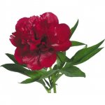 Пион &laquo;Бордовый&raquo;