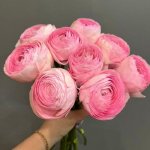 Ранункулюс &laquo;Розовый&raquo;