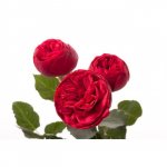 Роза &laquo;Пионовидная&raquo;