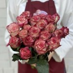 Роза &laquo;Палома&raquo;