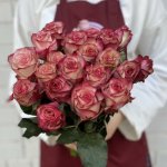 Роза &laquo;Палома&raquo;