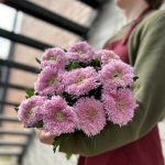 Хризантема одноголовая &laquo;Пинк&raquo;