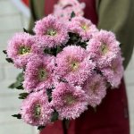 Хризантема одноголовая &laquo;Пинк&raquo;