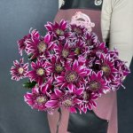 Хризантема кустовая &laquo;Саба&raquo;