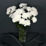 Хризантема кустовая &laquo;Алтай&raquo;