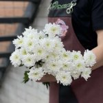 Хризантема кустовая &laquo;Алтай&raquo;