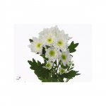 Хризантема кустовая &laquo;Алтай&raquo;