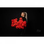 Роза французская &laquo;Алая&raquo;