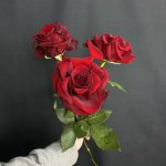 Роза французская &laquo;Нарине&raquo;