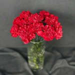 Гвоздика красная поштучно &laquo;Красная&raquo;