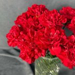Гвоздика красная поштучно &laquo;Красная&raquo;