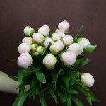 Пион &laquo;Нежно-розовый&raquo;