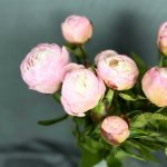 Пион &laquo;Ангел&raquo;