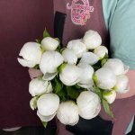 Пион &laquo;Белый&raquo;