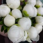 Пион &laquo;Белый&raquo;