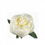 Пион &laquo;Белый&raquo;