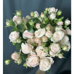 Кустовая роза &laquo;Нежность&raquo;