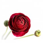 Ранункулюс &laquo;Красный&raquo;