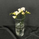 Фрезия &laquo;Белая&raquo;