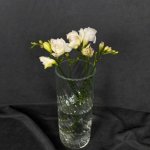 Фрезия &laquo;Белая&raquo;