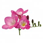 Фрезия &laquo;Розовая&raquo;