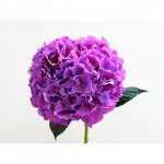 Гортензия &laquo;Сиреневая&raquo;