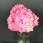 Гортензия &laquo;Розовая&raquo;