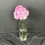 Гортензия &laquo;Розовая&raquo;