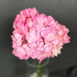 Гортензия &laquo;Розовая&raquo;