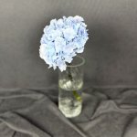 Гортензия &laquo;Голубая&raquo;