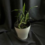 Комнатный цветок &laquo;Бамбук&raquo;
