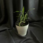 Комнатный цветок &laquo;Бамбук&raquo;