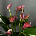 Комнатный цветок &laquo;Антуриум Розовый&raquo;