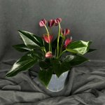 Комнатный цветок &laquo;Антуриум Розовый&raquo;