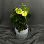 Комнатный цветок &laquo;Антуриум Бело - зеленый&raquo;