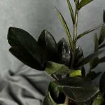 Комнатный цветок &laquo;Замиокулькас Равен&raquo;