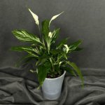 Комнатный цветок &laquo;Спатифиллум Шопен&raquo;