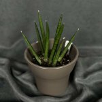 Комнатный цветок &laquo;Сансевиерия цилиндрическая&raquo;