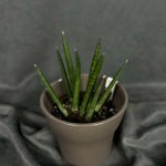 Комнатный цветок &laquo;Сансевиерия цилиндрическая&raquo;