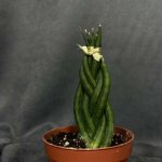 Комнатное растение &laquo;Сансевиерия цилиндрическая&raquo;