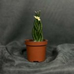 Комнатное растение &laquo;Сансевиерия цилиндрическая&raquo;