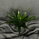 Комнатный цветок &laquo;Драцена Фрагранс Компакта&raquo;