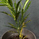 Комнатный цветок &laquo;Кротон пёстрый&raquo;