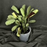 Комнатный цветок &laquo;Ктенанта Бурле-Маркси&raquo;