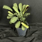 Комнатный цветок &laquo;Ктенанта Бурле-Маркси&raquo;