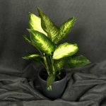 Комнатный цветок &laquo;Диффенбахия&raquo;