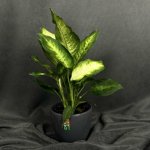 Комнатный цветок &laquo;Диффенбахия&raquo;